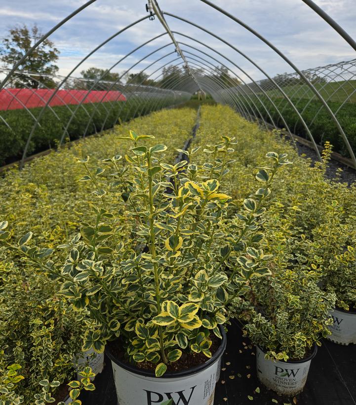 Euonymus f. Gold Splash®