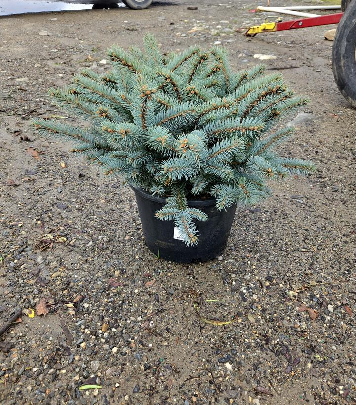 Picea pungens 'Glauca Globosa'