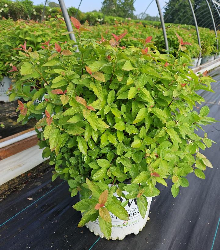 Spiraea x Double Play® Double Play Big Bang®