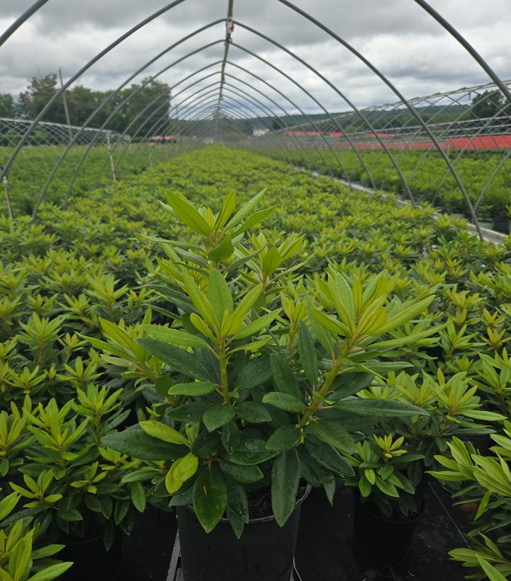 Rhododendron 'Purple Passion'