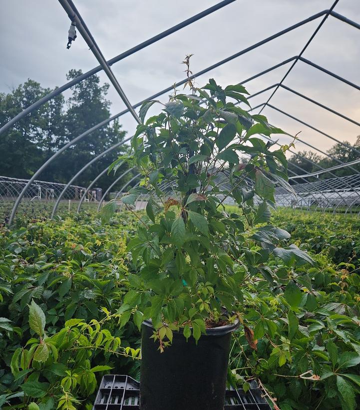 Parthenocissus quinquefolia 
