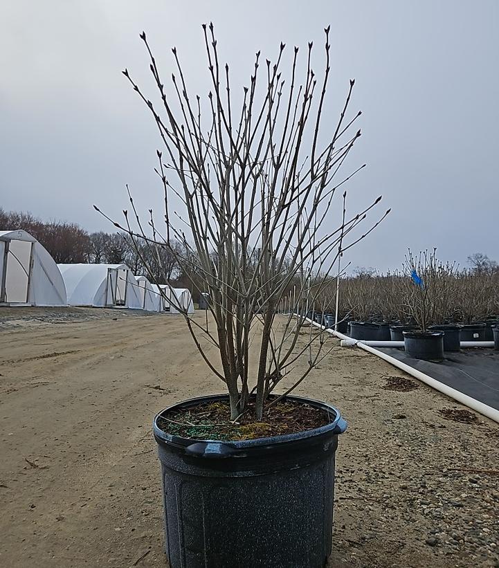 Syringa patula 'Miss Kim'