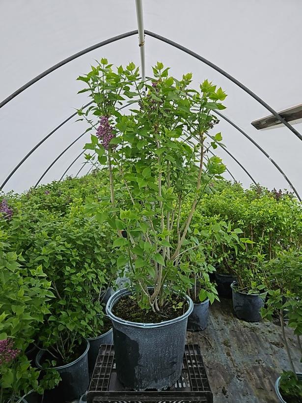Syringa X hyacinthiflora 'Royal Purple'