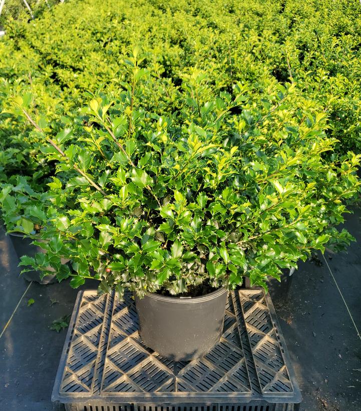 Ilex x meserveae 'Blue Princess'
