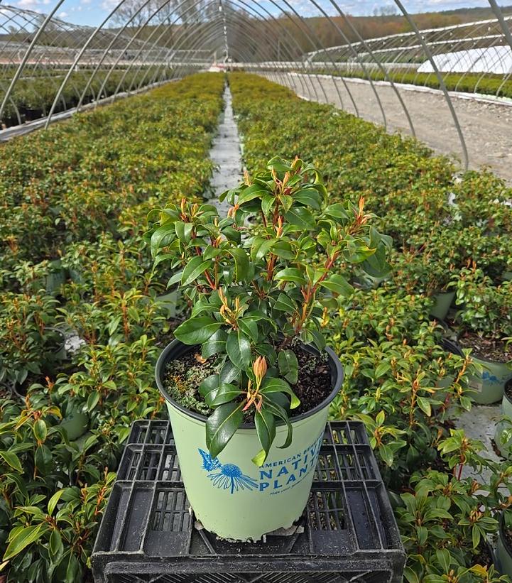 Kalmia latifolia Keepsake