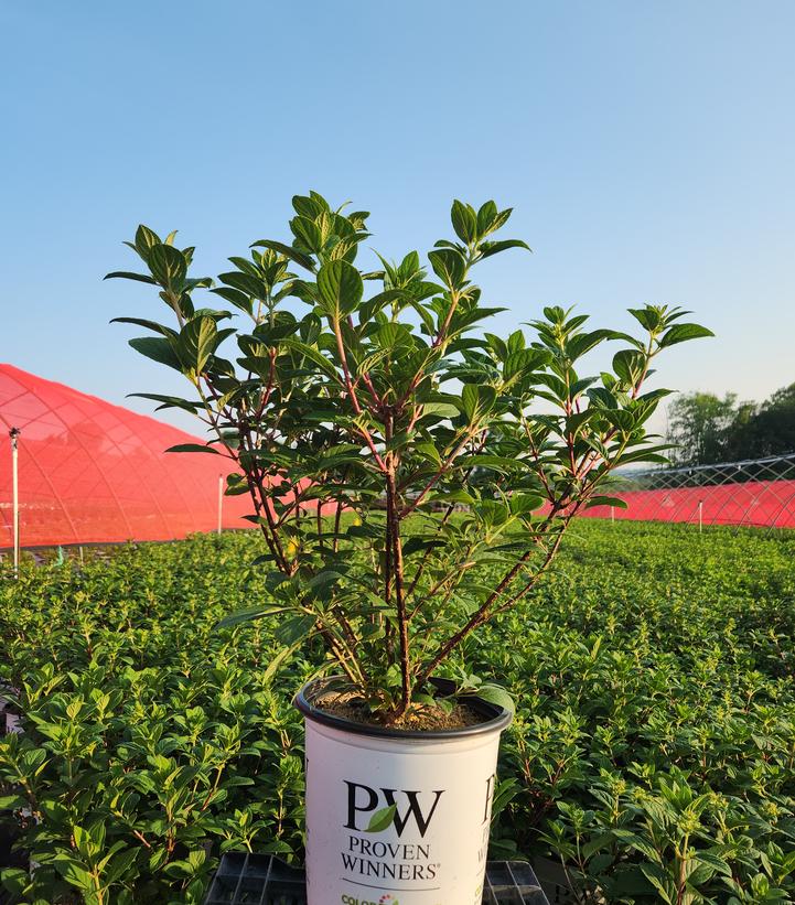 Hydrangea paniculata Little Quick Fire®