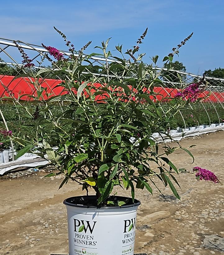 Buddleia x Miss Ruby