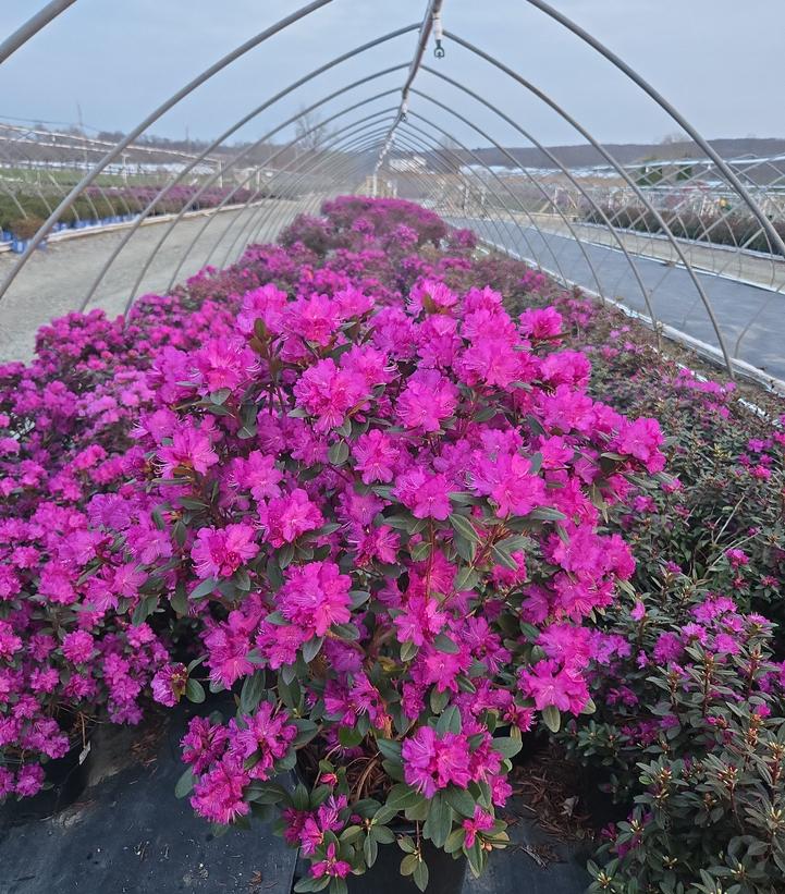 Rhododendron x 'P.J.M. Elite Star'