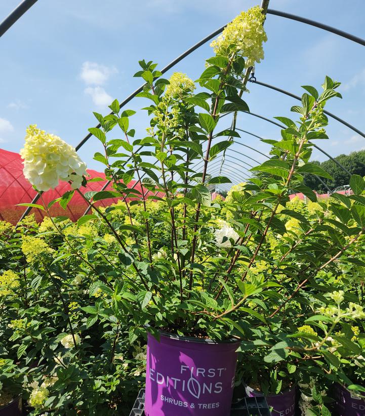 Hydrangea paniculata Strawberry Sundae®