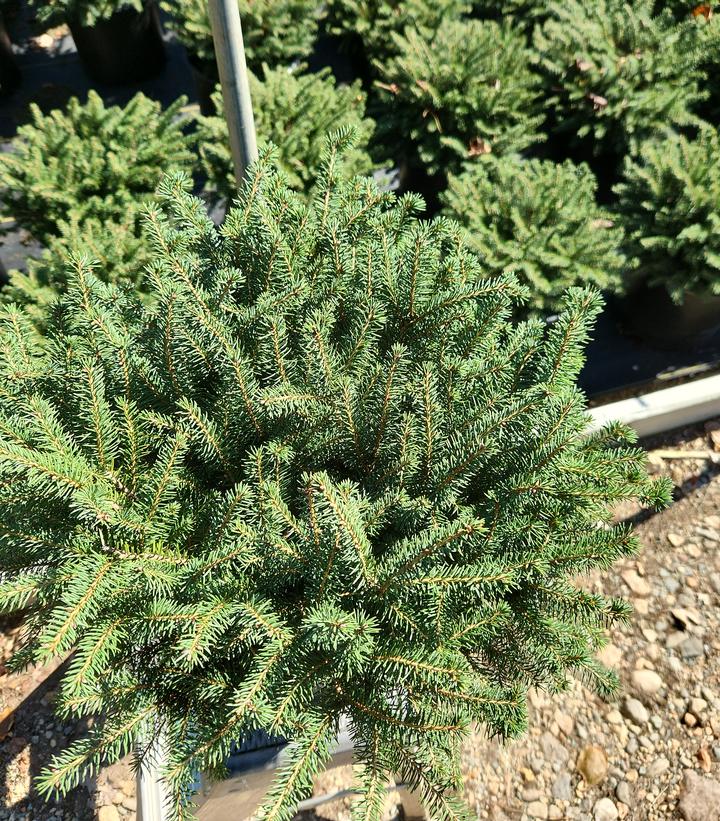 Picea abies Nidiformis
