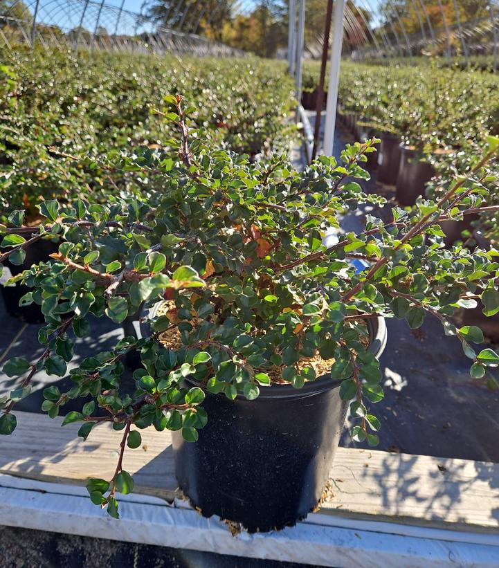 Cotoneaster apiculatus 