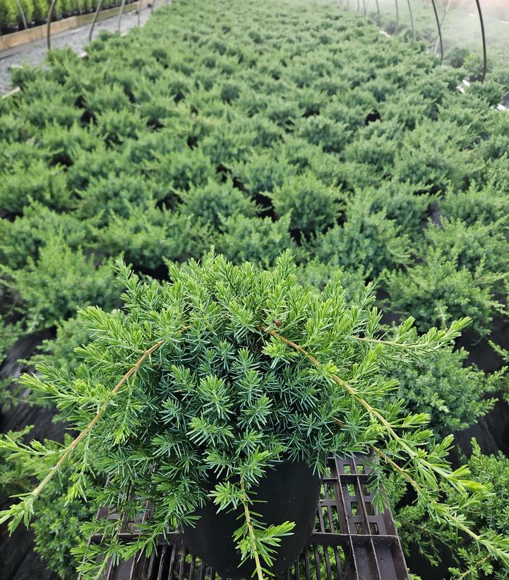 Juniperus conferta Blue Pacific