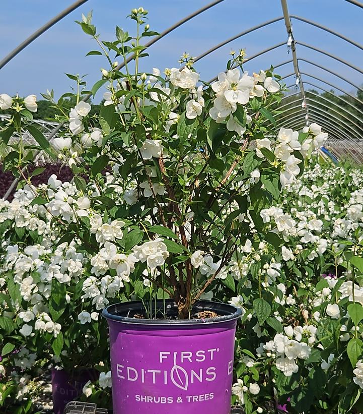 Philadelphus x virginalis Snow White™