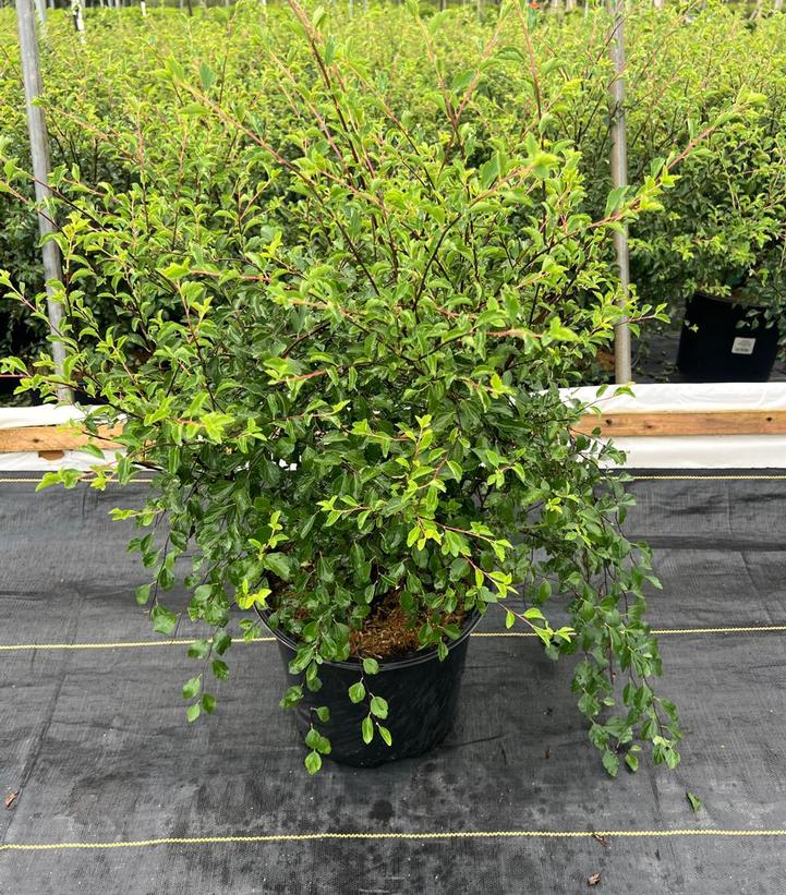 Spiraea x vanhouttei Renaissance