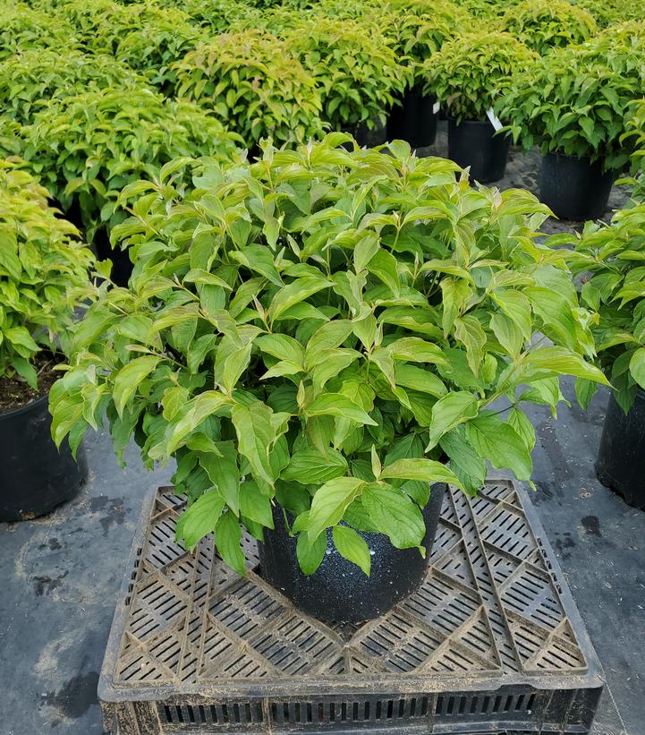 Cornus sericea 'Kelseyi'