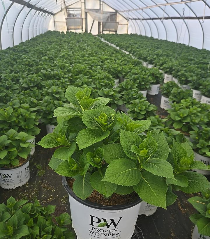 Hydrangea x Let's Dance® Let's Dance® Blue Jangles®