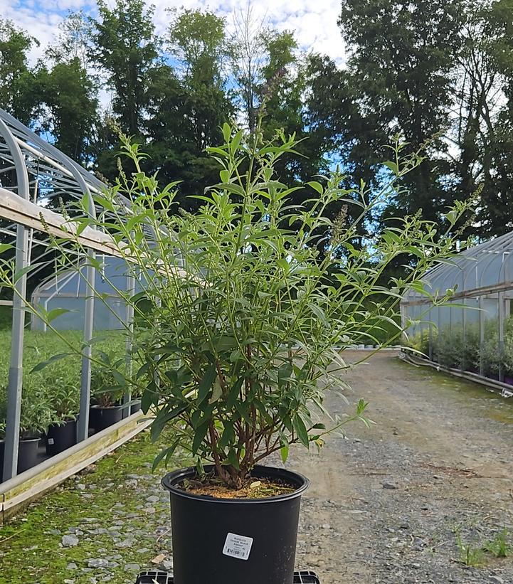 Buddleia davidii 'Black Knight'