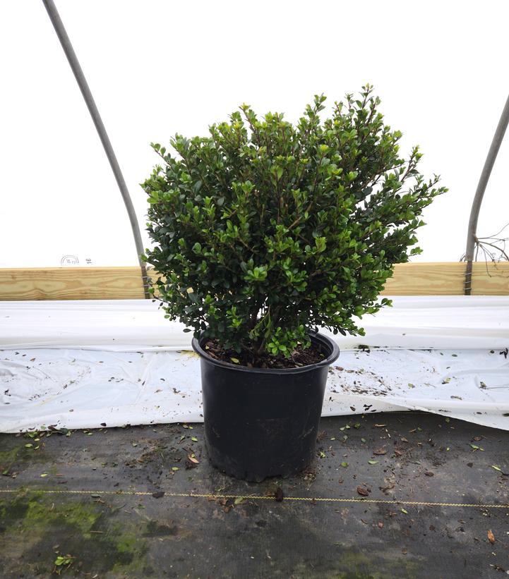 Ilex crenata 'Compacta'