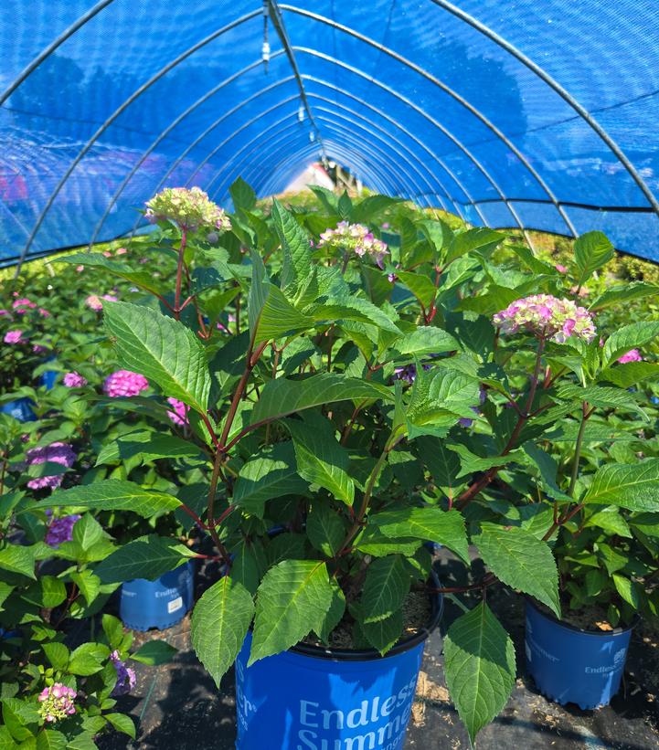 Hydrangea macrophylla Endless Summer® Collection Endless Summer® Bloomstruck®