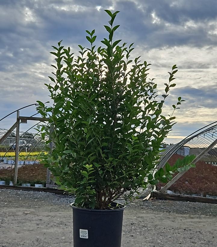 Ligustrum ovalifolium 