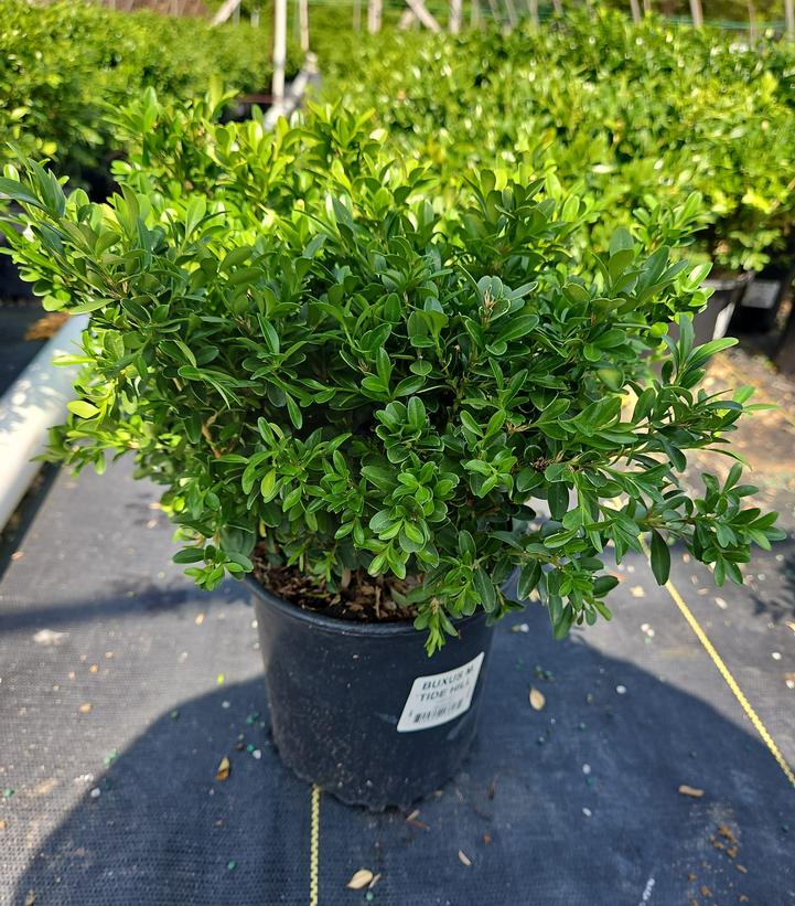 Buxus microphylla 'Tide Hill'