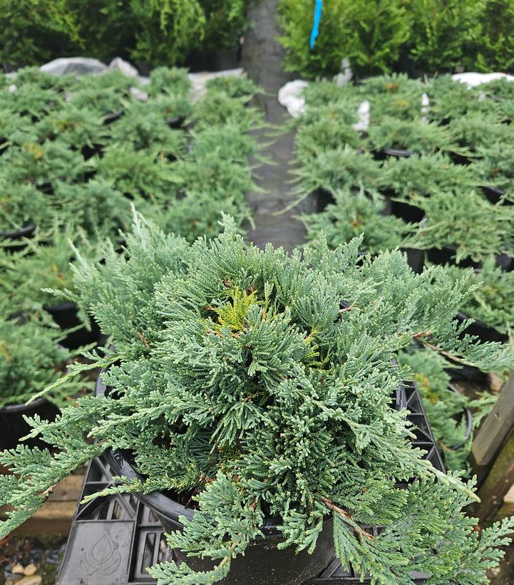 Juniperus horizontalis 'Wiltoni'