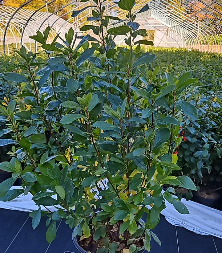 Clethra alnifolia 'Ruby Spice'