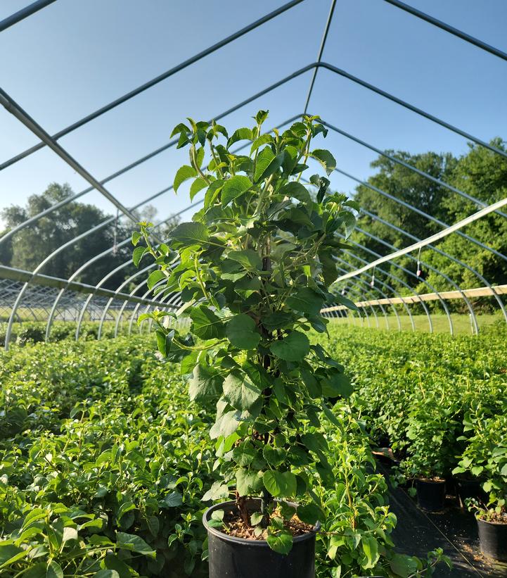 Hydrangea anomala petiolaris