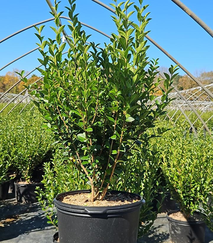 Ligustrum ovalifolium 