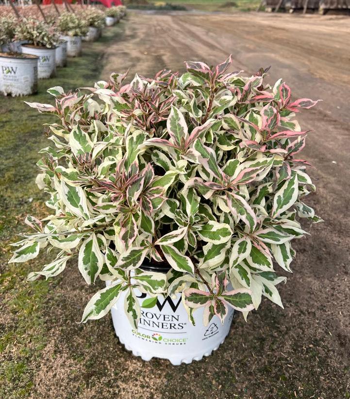 Weigela florida My Monet® My Monet®