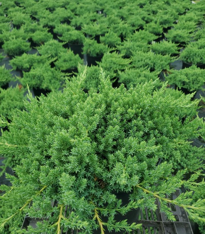 Juniperus procumbens 'Nana'