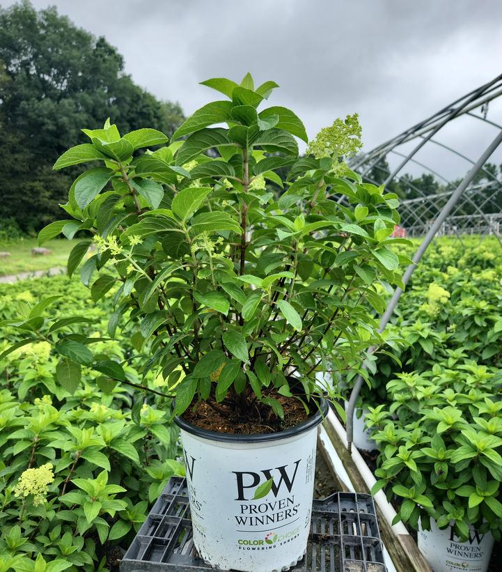 Hydrangea paniculata Bobo®