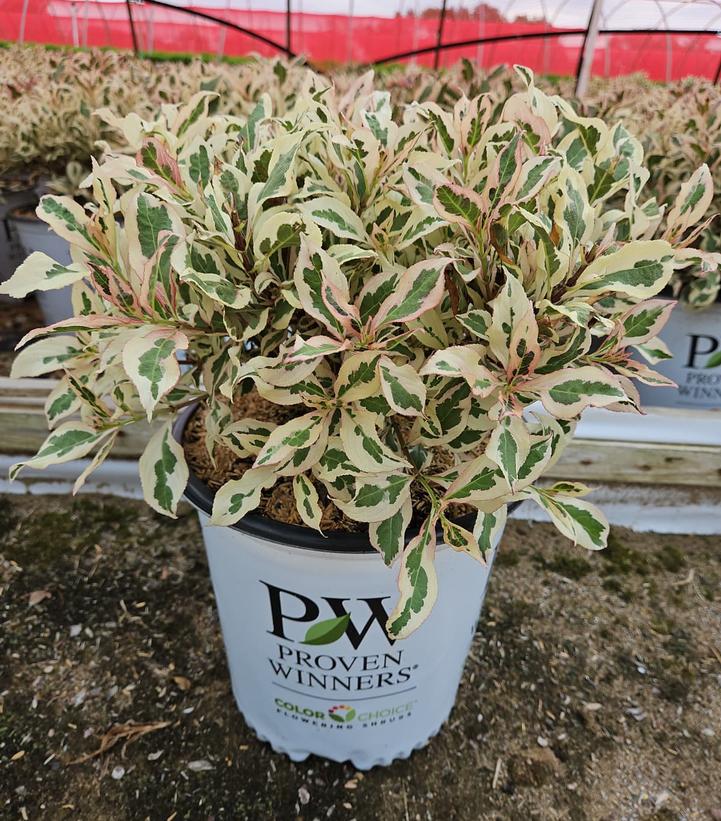 Weigela florida My Monet® My Monet®