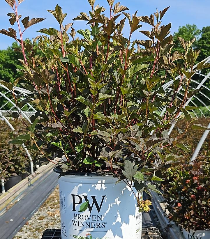 Physocarpus opulifolius Summer Wine®