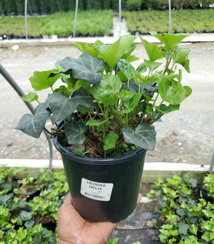 Hedera helix 