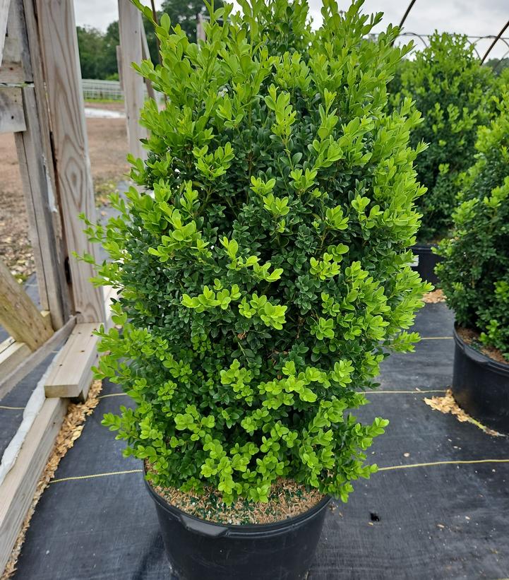 Buxus sempervirens x sinica var. insularis 'Green Mountain'
