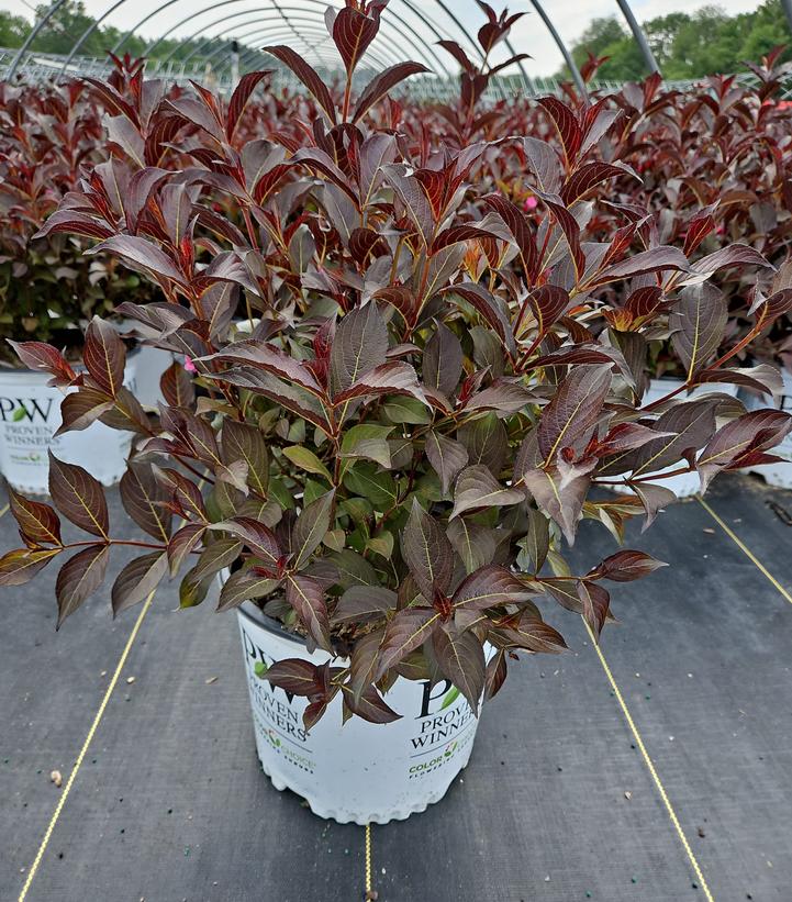 Weigela florida Wine & Roses®