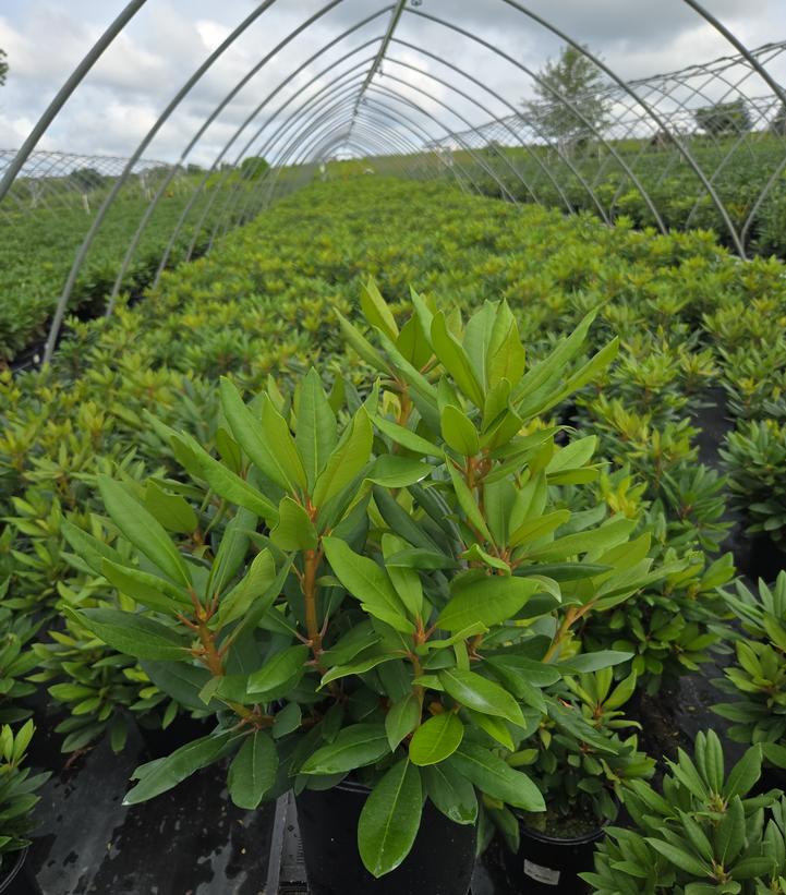 Rhododendron cat. 'English Roseum'