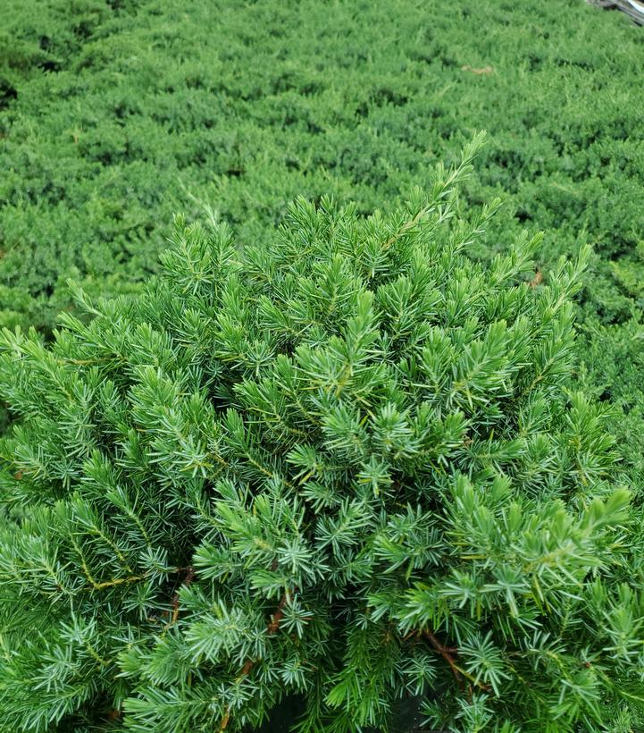 Juniperus conferta Blue Pacific
