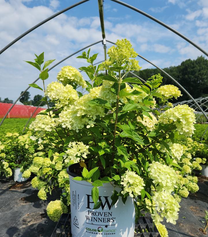 Hydrangea paniculata Little Lime®