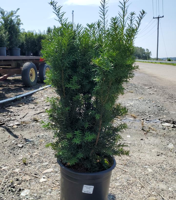 Taxus media Hicksii