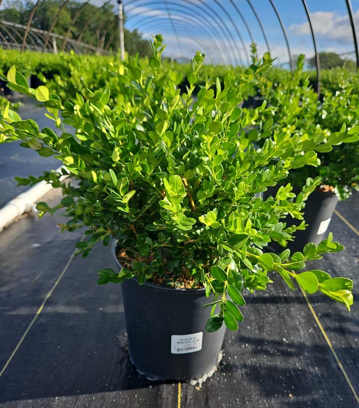 Buxus microphylla var. japonica 'Winter Gem'
