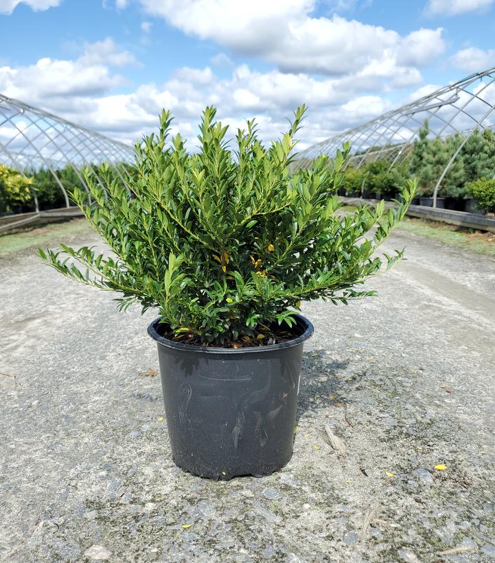 Ilex crenata 'Hoogendorn'