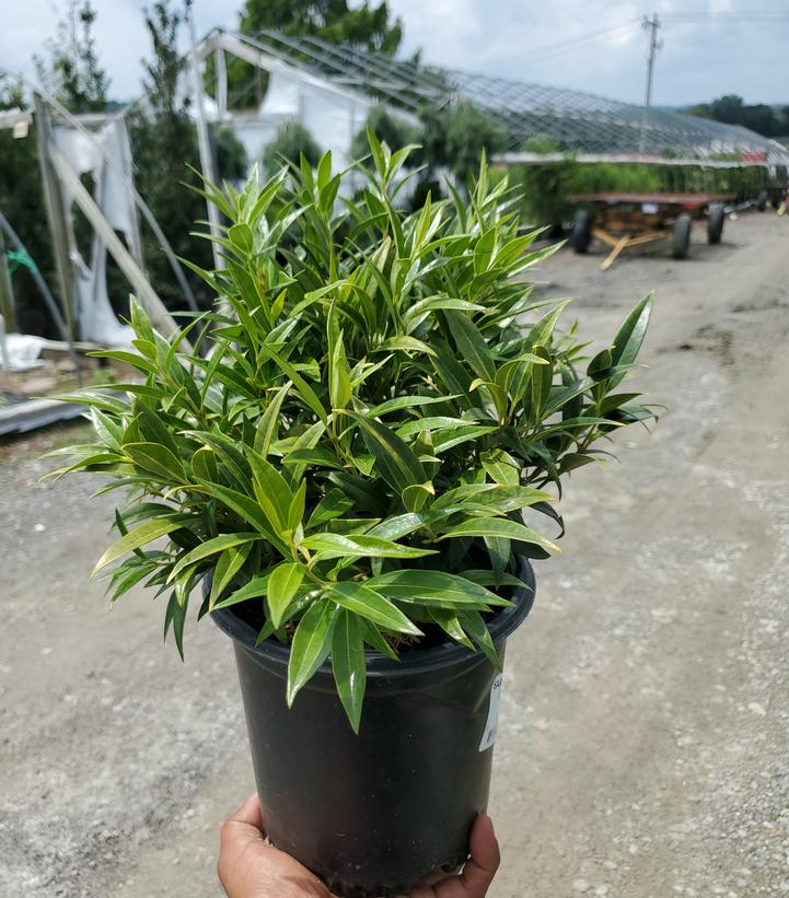 Sarcococca hookeriana var. humilis