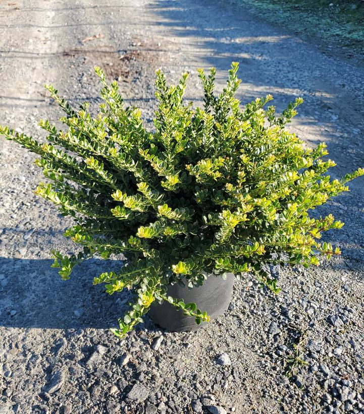 Ilex crenata 'Helleri'
