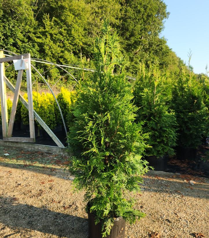 Thuja x 'Green Giant'