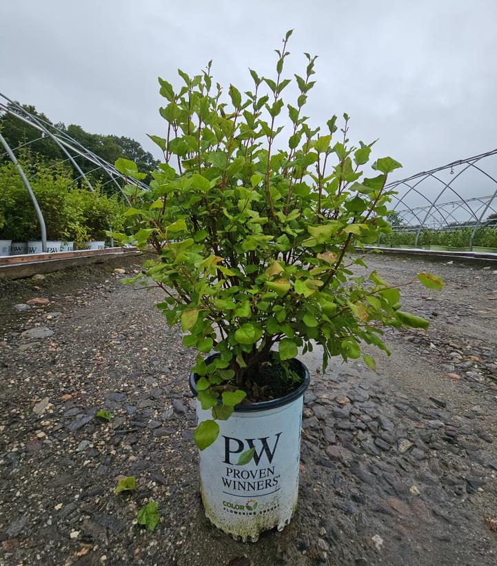 Syringa x Bloomerang® Bloomerang® Dark Purple