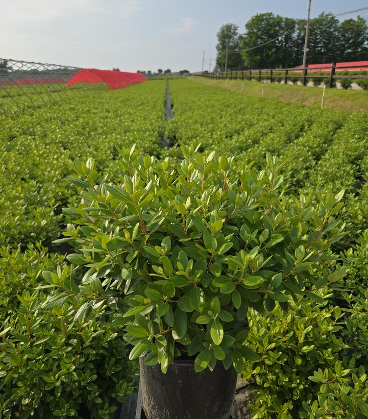 Rhododendron X PJM Elite