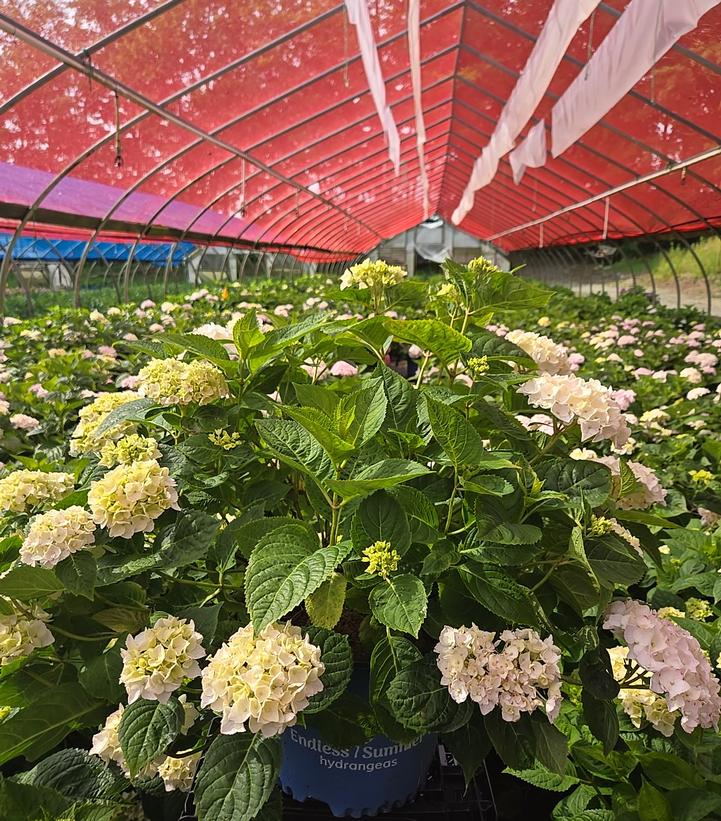 Hydrangea macrophylla Endless Summer® Collection Endless Summer® Blushing Bride®