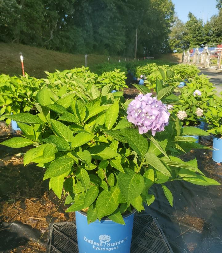Hydrangea macrophylla Endless Summer® Collection Endless Summer® The Original